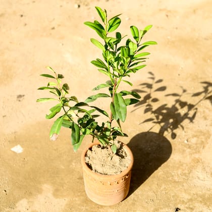 Buy All Spice Plant in 8 Inch Designer Clay Pot Online | Urvann.com