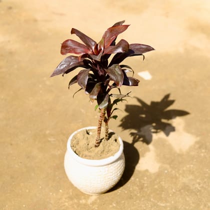 Buy Dracaena Narrow Red in 8 Inch White Matki Designer Ceramic Pot (any design) Online | Urvann.com