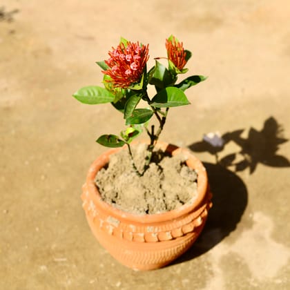 Buy Ixora Red in 8 Inch Matki Designer Clay Pot (any design) Online | Urvann.com