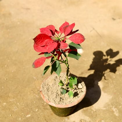 Buy Poinsettia / Christmas Flower Red in 6 Inch Collar Clay Pot Online | Urvann.com