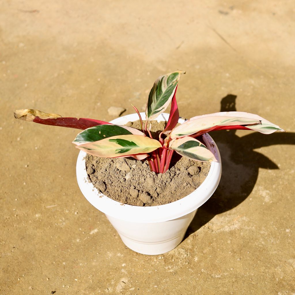 Alpinia in 8 Inch Classy White Plastic Pot