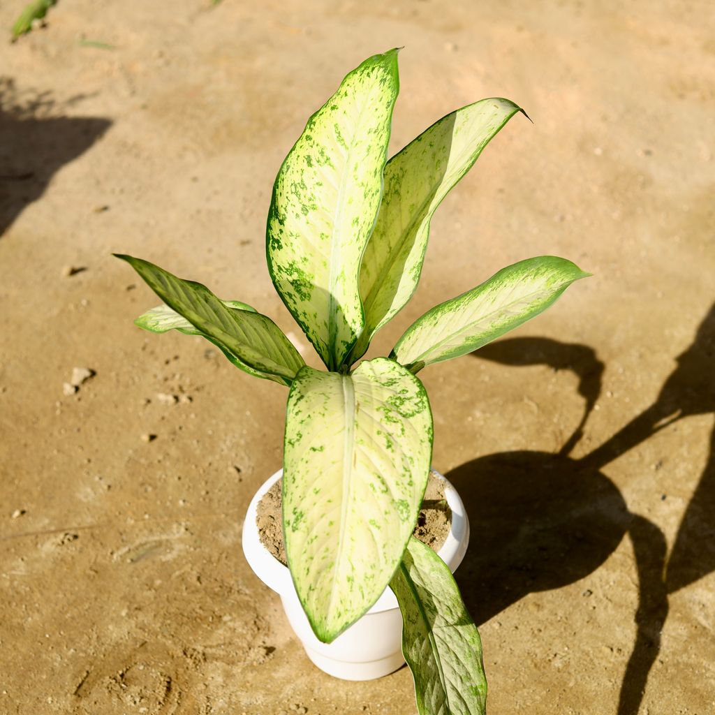 Dieffenbachia Mary in 10 Inch Classy White Plastic Pot