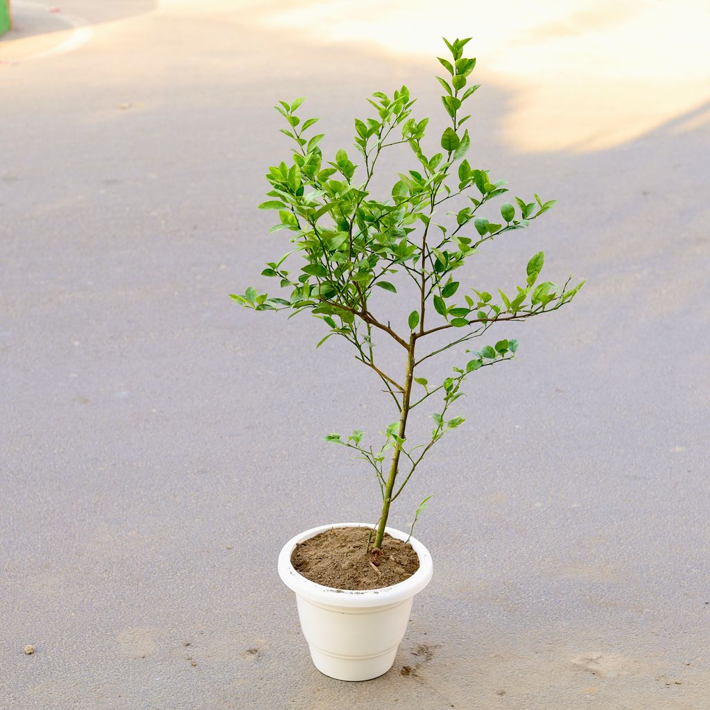 Nimbu / Lemon Grafted (~ 2 Ft) in 12 Inch Classy White Plastic Pot