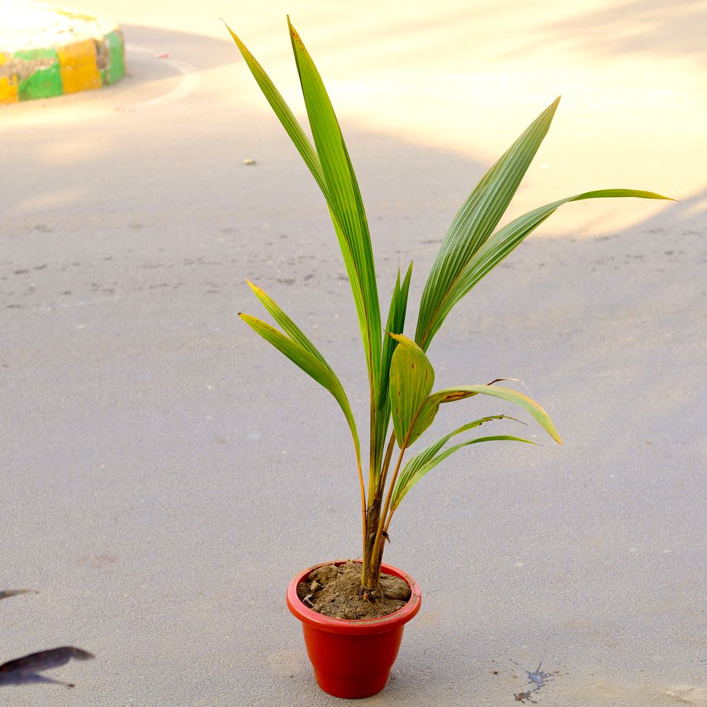 Coconut (~ 3.5 Ft) in 14 Inch Classy Red Plastic Pot