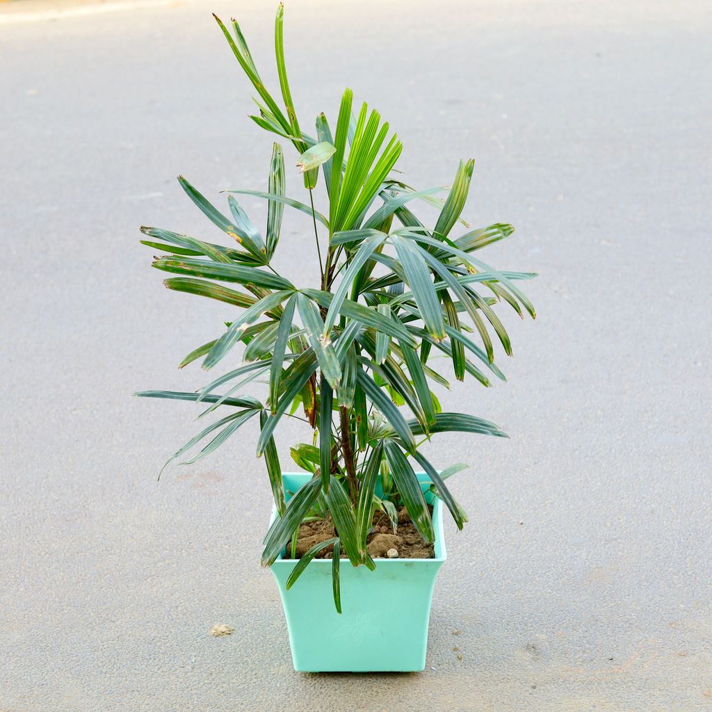 Raphis / Rhaphis Palm (~ 2 ft) in 10 Inch Premium Uber Plastic Pot (any colour)