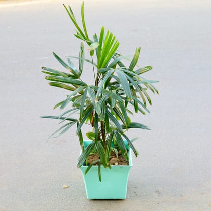 Buy Raphis / Rhaphis Palm (~ 2 ft) in 10 Inch Premium Uber Plastic Pot (any colour) Online | Urvann.com