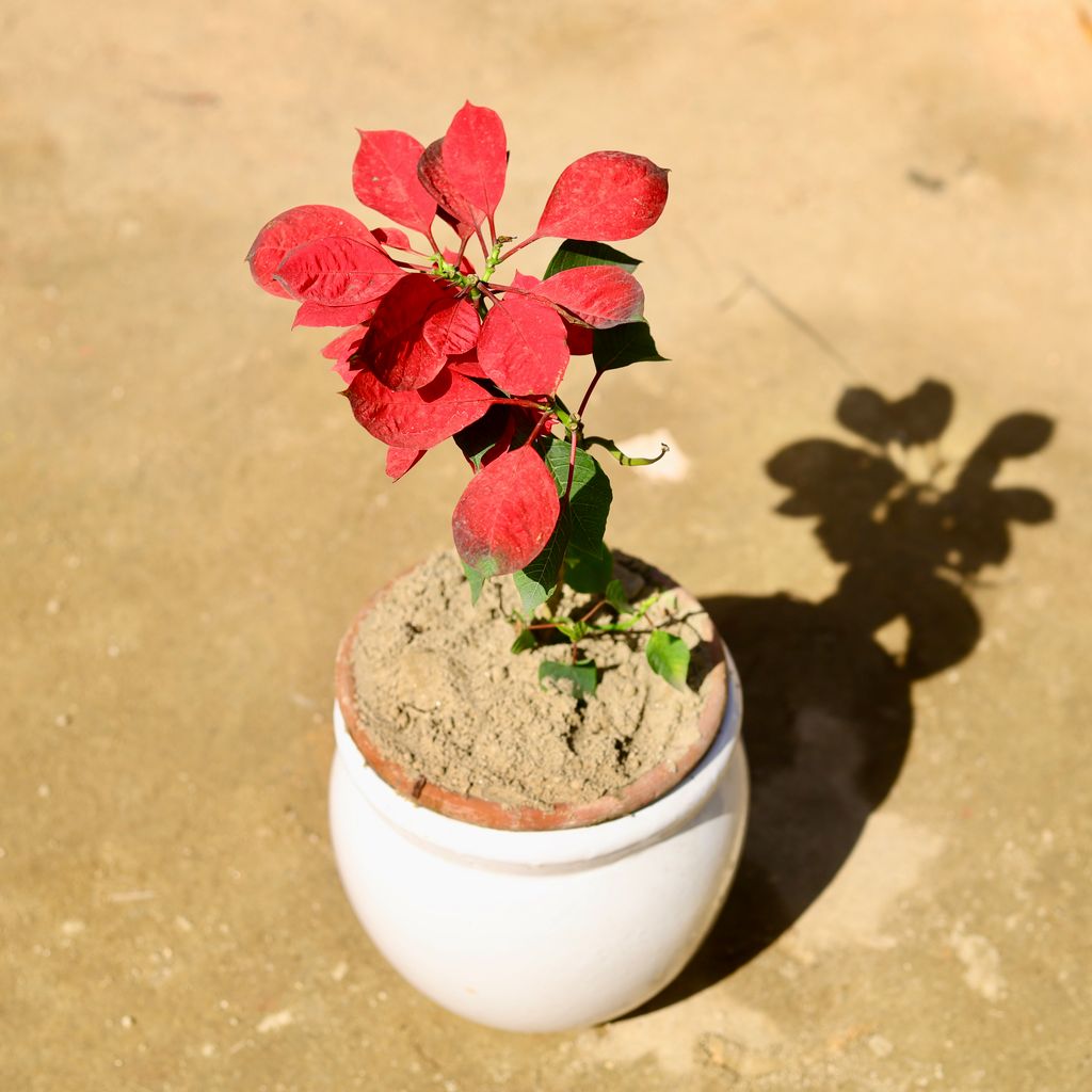 Poinsettia / Christmas Flower Red in 8 Inch Classy White Matki Designer Ceramic Pot