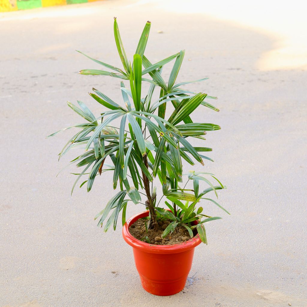 Raphis / Rhaphis Palm in 14 Inch Classy Red Plastic Pot