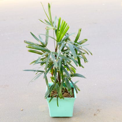 Buy Raphis / Rhaphis Palm (~ 2 ft) in 12 Inch Premium Uber Plastic Pot (any colour) Online | Urvann.com