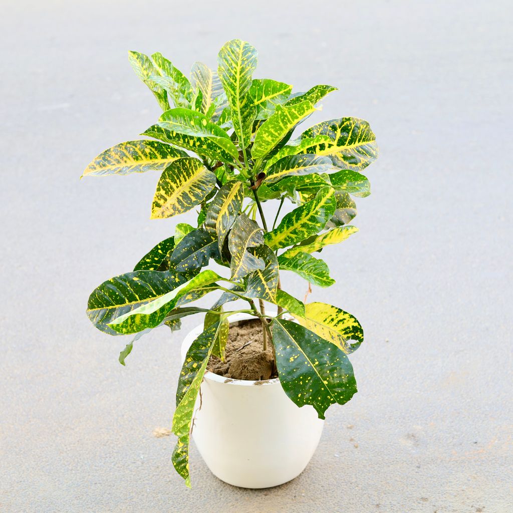 Croton Yellow Iceton Bushy in 12 Inch Classy White Cup Fiberglass Pot