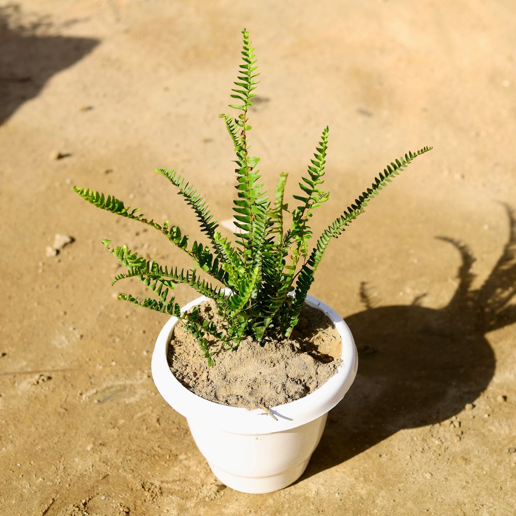 Fern Green in 8 Inch Classy White Plastic Pot