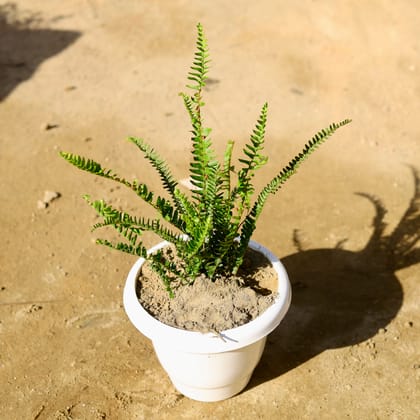 Buy Fern Green in 8 Inch Classy White Plastic Pot Online | Urvann.com