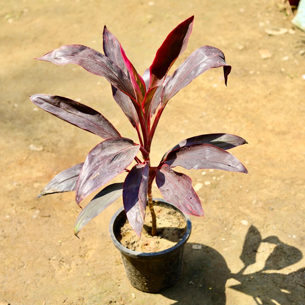 Dracaena Rosea in 8 inch Nursery pot