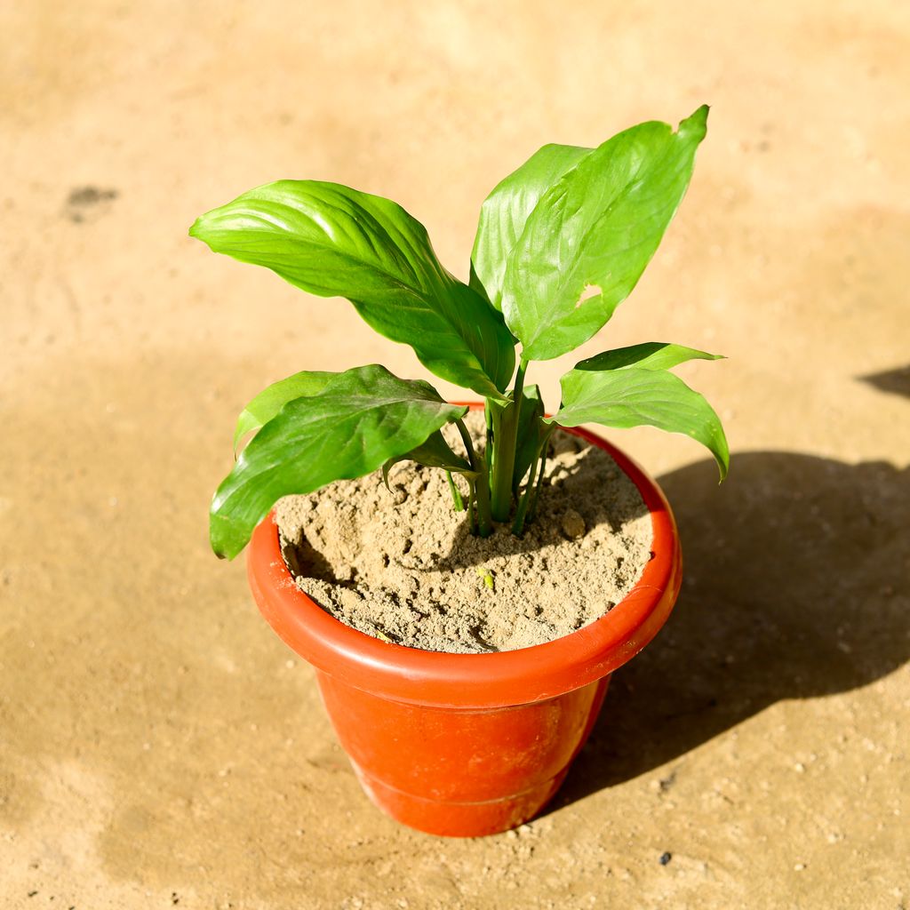 Peace Lily in 8 Inch Classy Red Plastic Pot