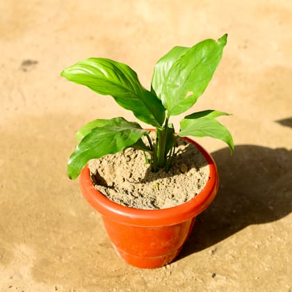 Buy Peace Lily in 8 Inch Classy Red Plastic Pot Online | Urvann.com