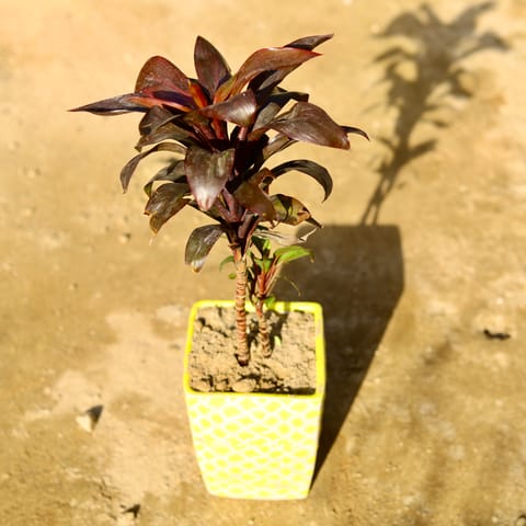 Free Next Day Delivery | Dracaena Rosea Dwarf in 6 Inch Classy Square ...