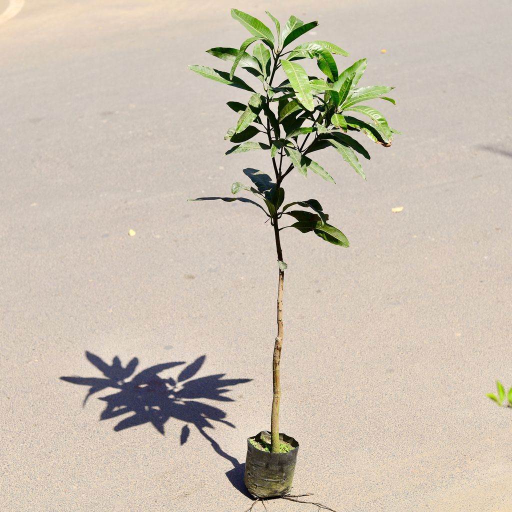 Aam / Mango Dasheri (~ 2 Ft) in 8 Inch Nursery Bag