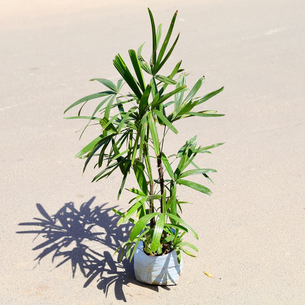 Raphis / Rhaphis Palm (~ 1.5 Ft) in 8 Inch Nursery Bag