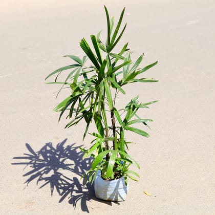 Buy Raphis / Rhaphis Palm (~ 1.5 Ft) in 8 Inch Nursery Bag Online | Urvann.com