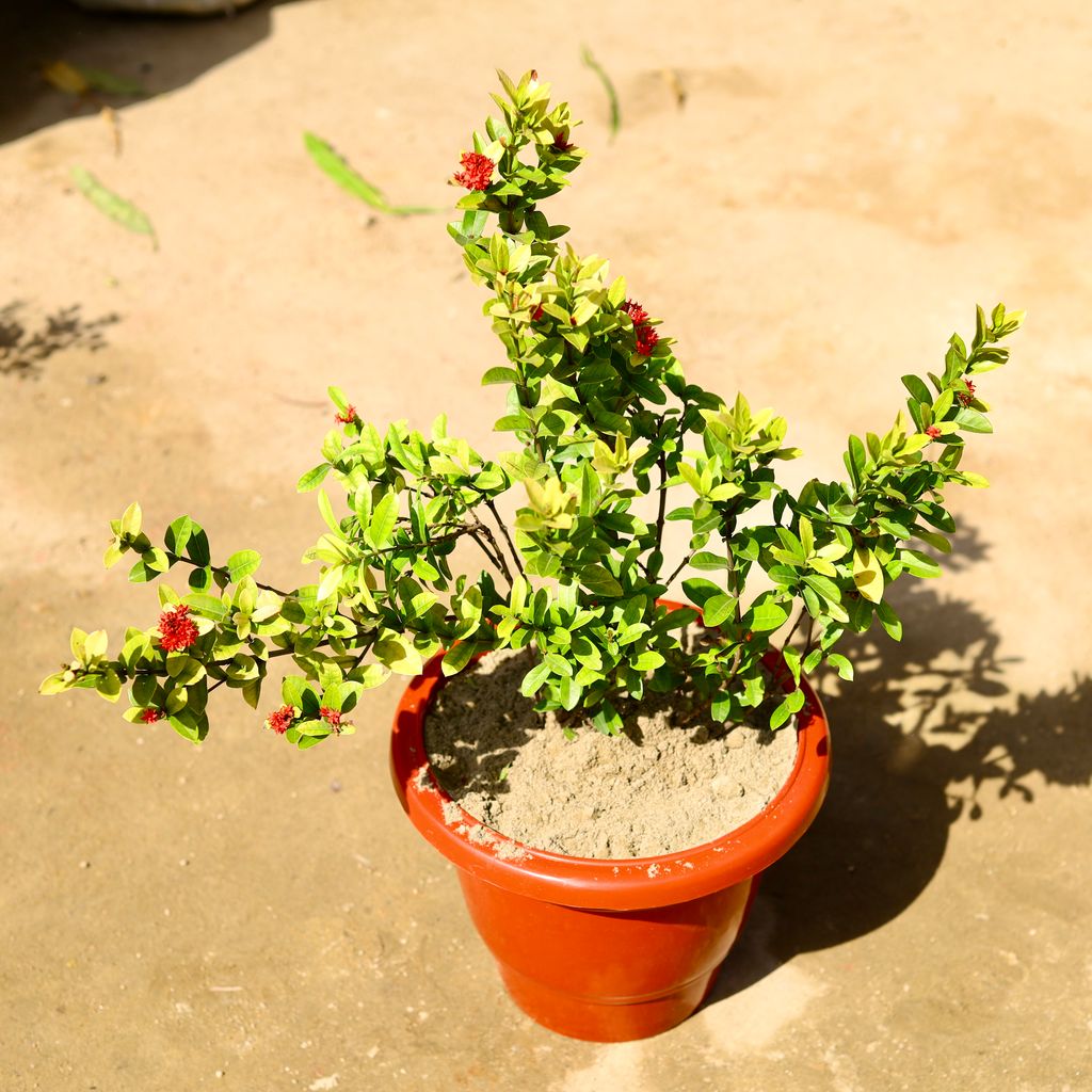 Ixora Chinese (any colour) in 10 Inch Classy Red Plastic Pot