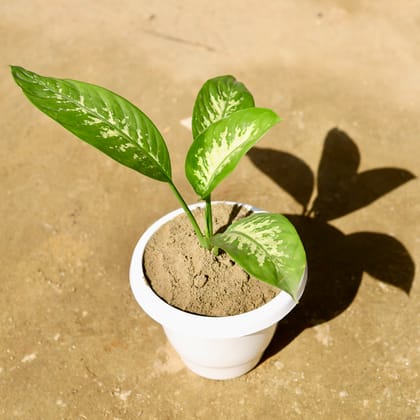 Buy Dieffenbachia in 8 Inch Classy White Plastic Pot Online | Urvann.com