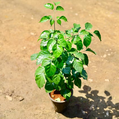 Buy Radermachera / China Doll in 6 inch Nursery pot Online | Urvann.com