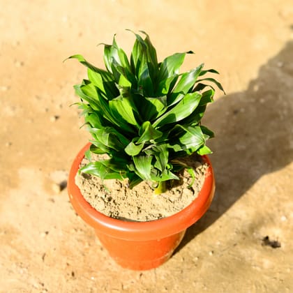 Buy Dracaena Compacta in 10 Inch Classy Red Plastic Pot Online | Urvann.com