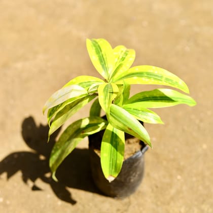 Buy Lucky Bamboo Golden in 4 Inch Nursery Bag Online | Urvann.com