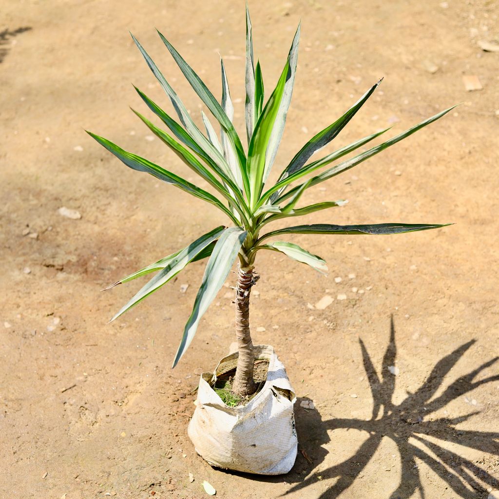 Yucca Silver in 7 inch Nursery bag