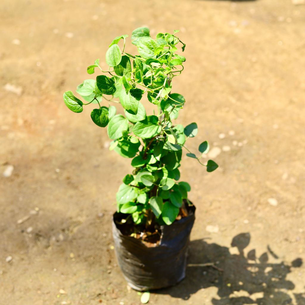 Ranjai Bel / Clematis Bel in 8 inch Nursery bag