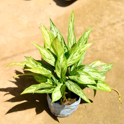 Buy Aglaonema Maria Christina in 8 Inch Nursery Bag Online | Urvann.com