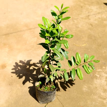 Buy All Spice Plant (~ 2 Ft) in 8 Inch Nursery Bag Online | Urvann.com