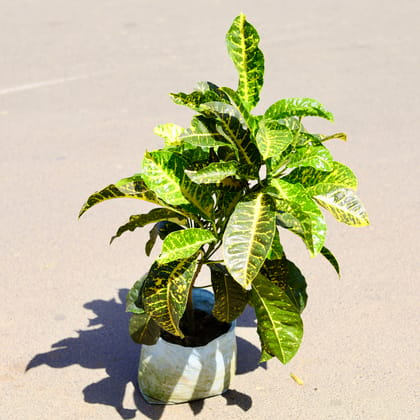 Buy Croton Yellow Iceton (~ 1.5 Ft) in 8 Inch Nursery Bag Online | Urvann.com