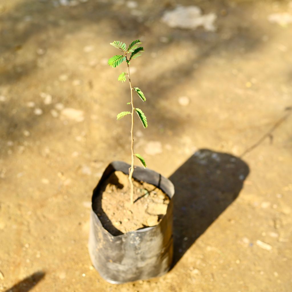 Amla in 8 inch Nursery bag