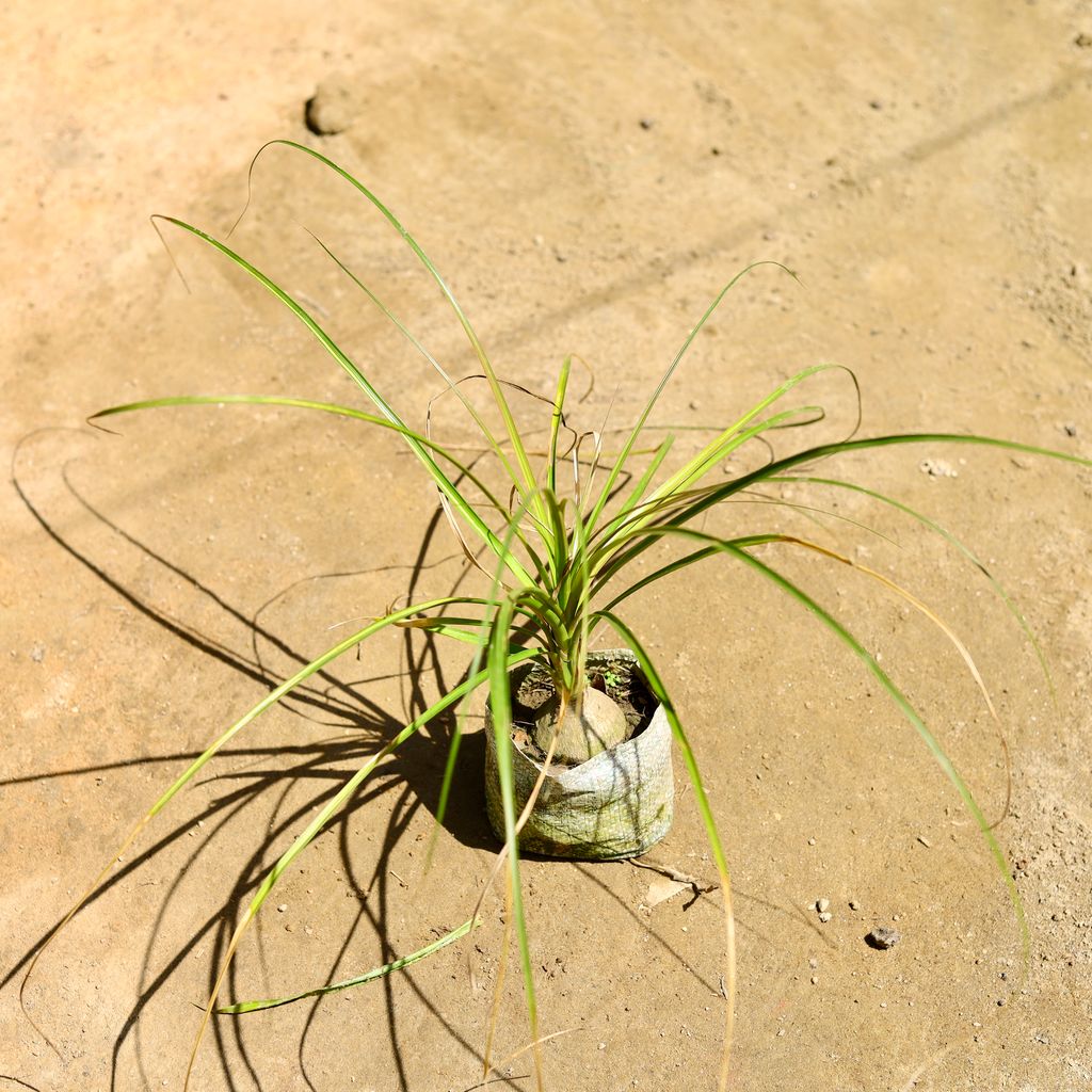 Lolina / Nolina Palm in 4 Inch Nursery Bag