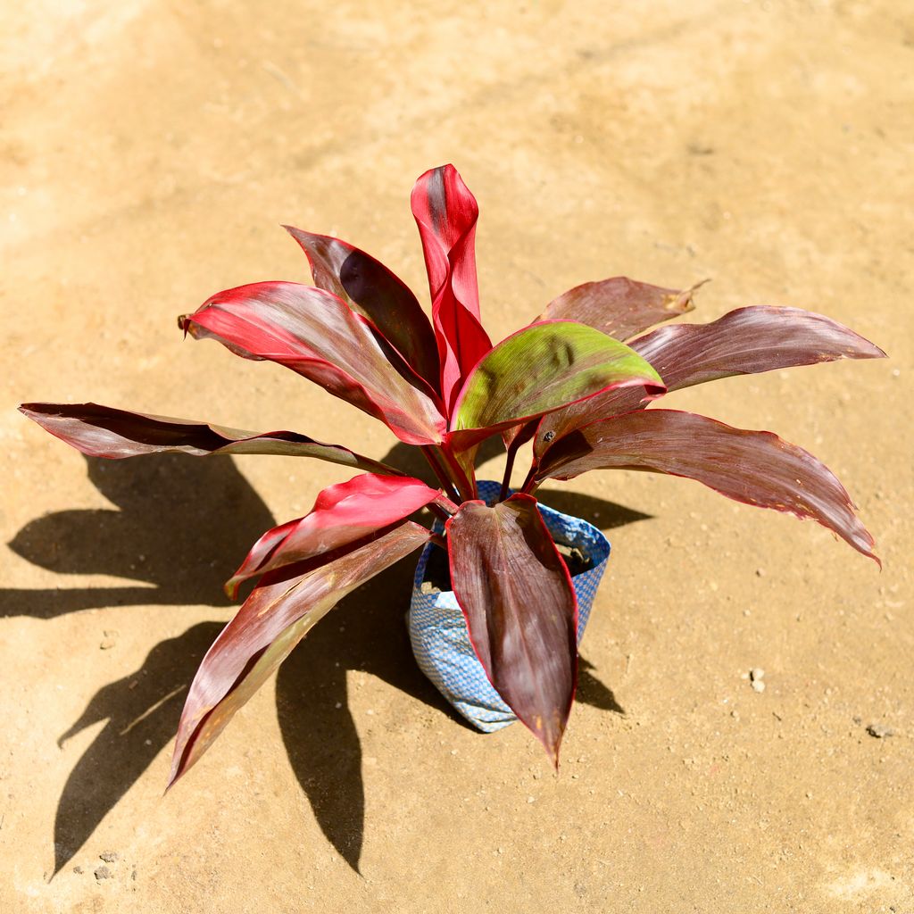 Dracaena Rosea in 4 Inch Nursery Bag