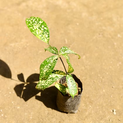 Buy Aglaonema Spring Snow in 4 Inch Nursery Bag Online | Urvann.com