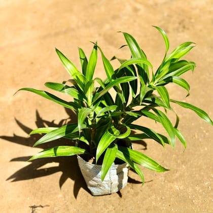 Buy Dracaena Messenger in 4 Inch Nursery Bag Online | Urvann.com