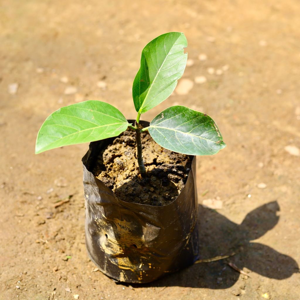 Banyan in 8 inch Nursery bag