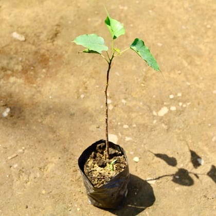 Buy Peepal / Sacred Fig in 8 inch Nursery bag Online | Urvann.com