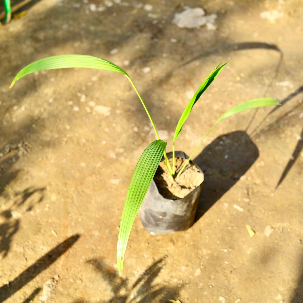 Desi Palm in 8 inch Nursery bag