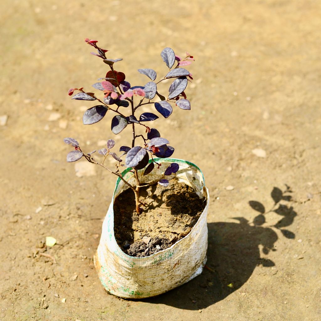 Loropetlum in 7 inch Nursery bag