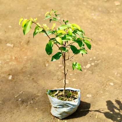 Buy Ficus Christina in 7 inch Nursery bag Online | Urvann.com