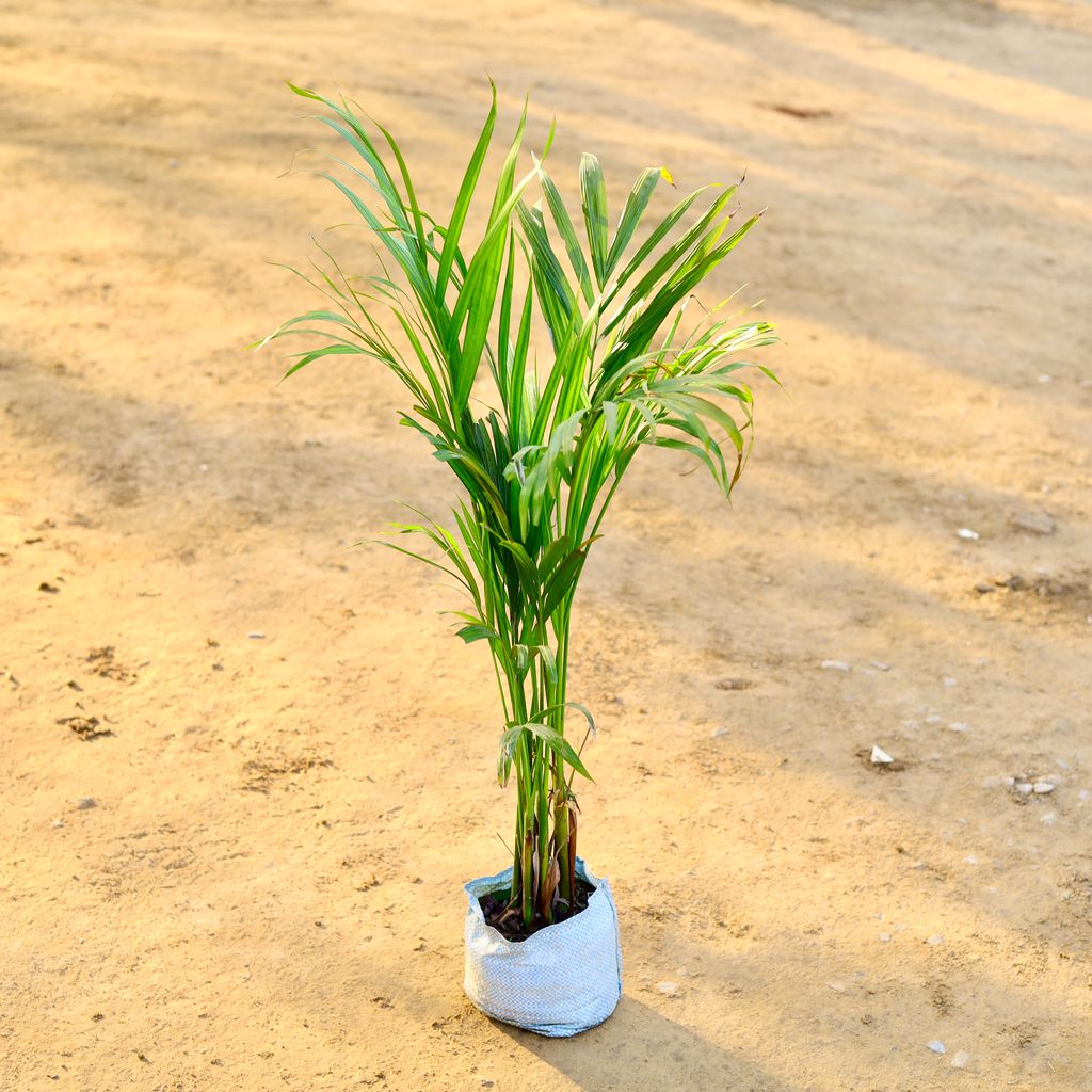 Areca Palm in 6 inch Nursery Bag