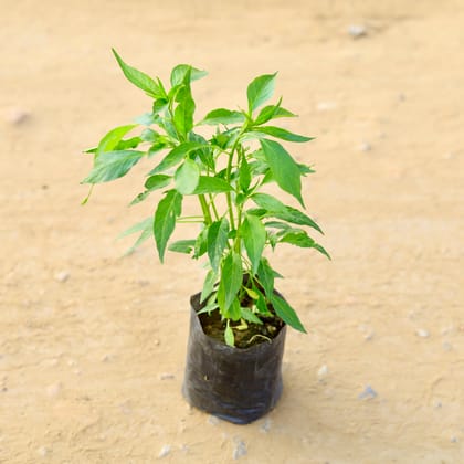 Buy Chilli in 4 inch Nursery Bag Online | Urvann.com