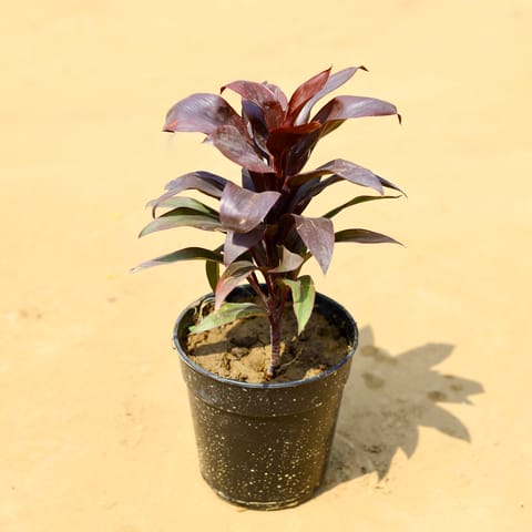 Free Next Day Delivery | Dracaena Rosea Dwarf in 6 inch Nursery Pot