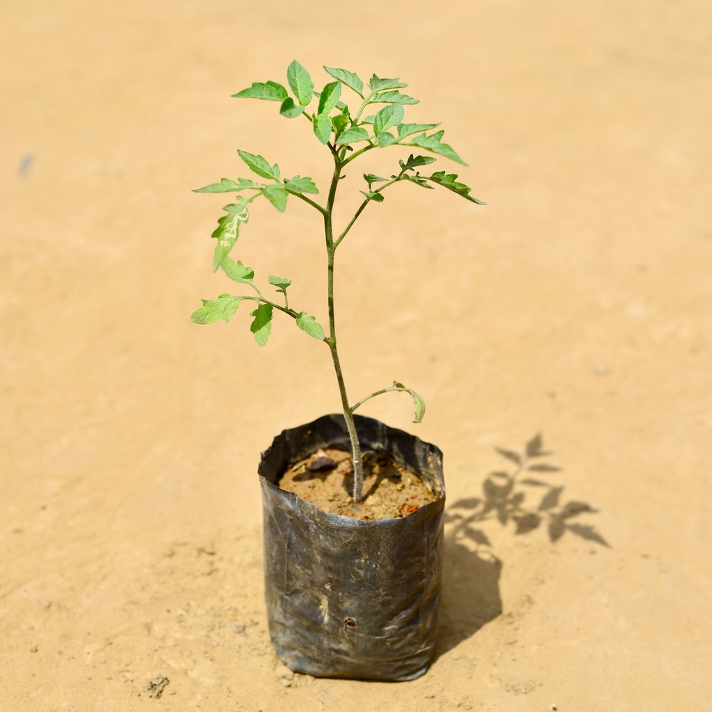 Cherry Tomato in 4 inch Nursery Bag