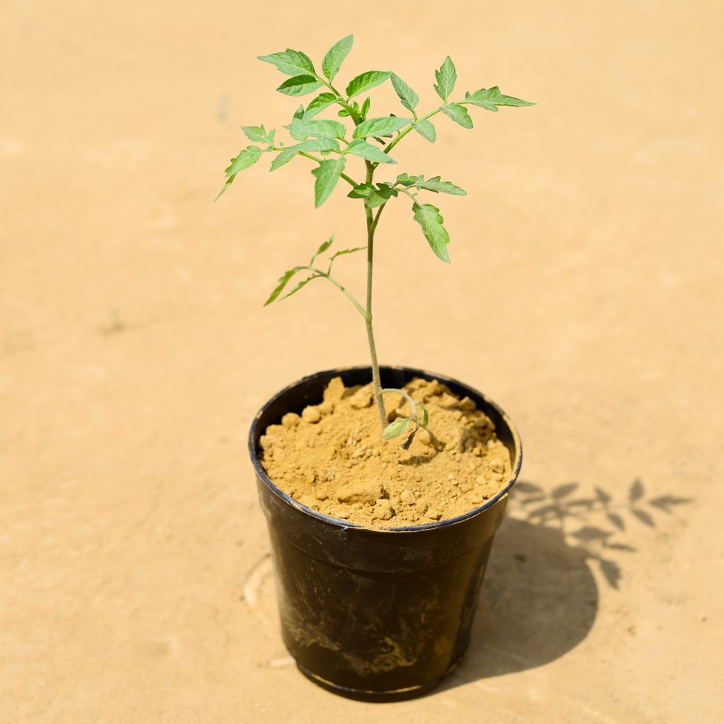 Cherry Tomato in 6 inch Nursery Pot