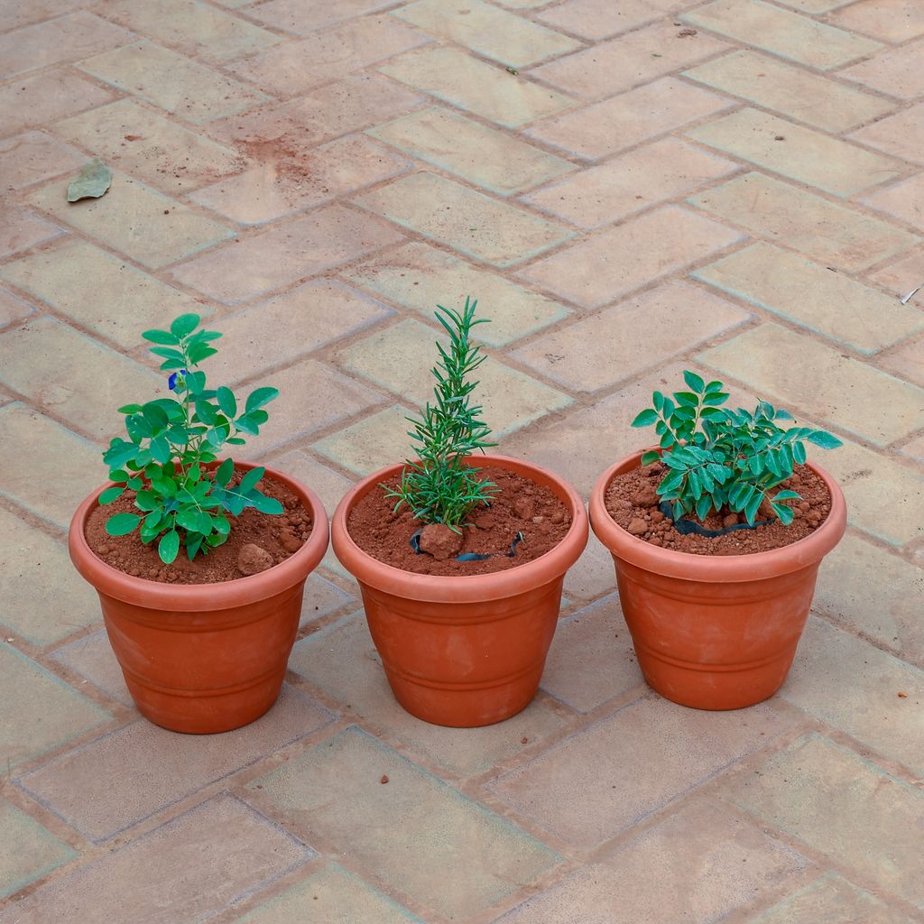 Set of 3 - Rose Mary, Aparajita & Curry Patta) in 7 Inch Classy Red Plastic Pot