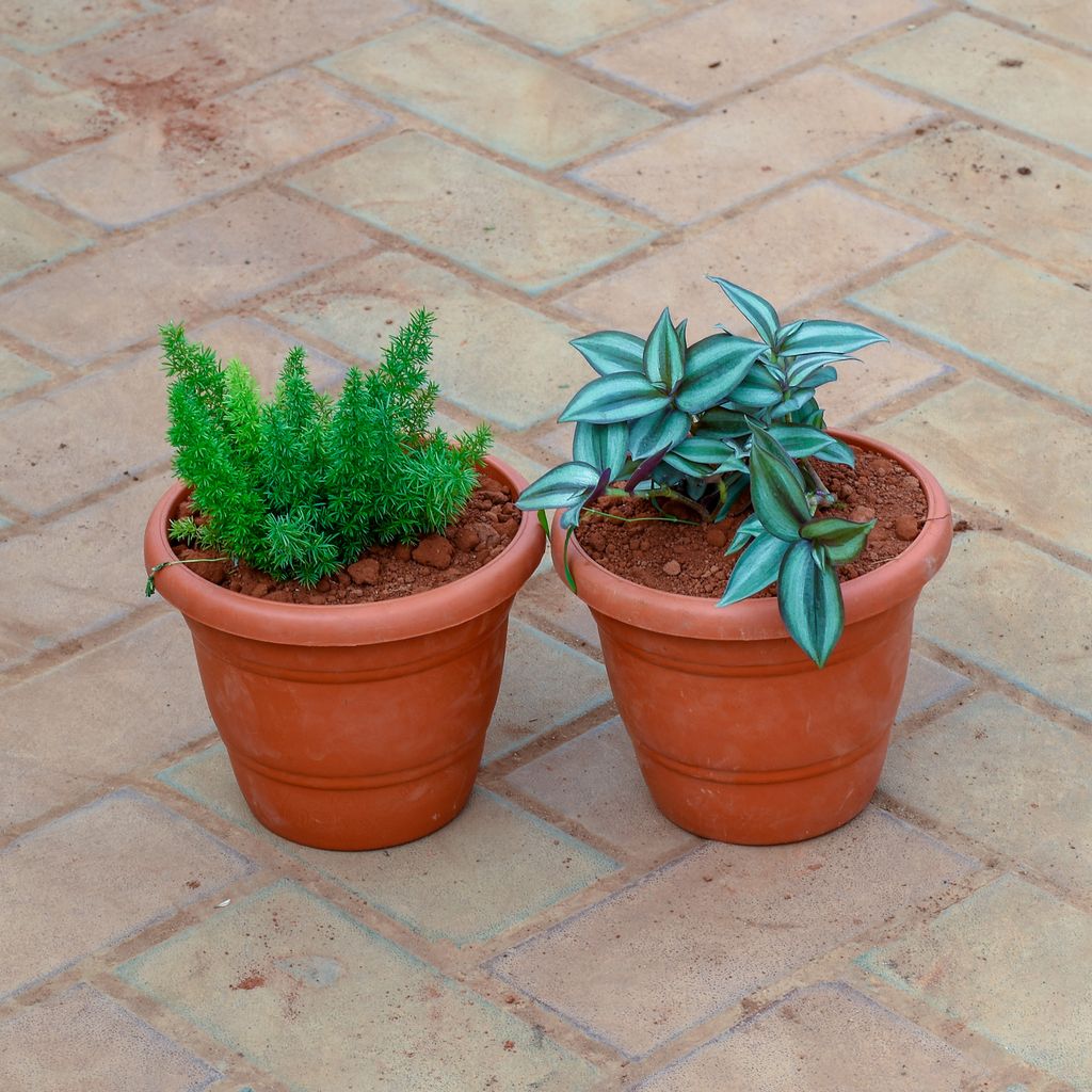 Set of 2 - Wandering Jew & Asparagus Mary in 7 Inch Classy Red Plastic Pot